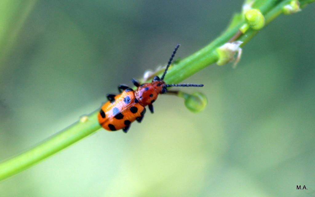 Crioceris quatuordecimpunctata - tizennégypontos spárgabogár