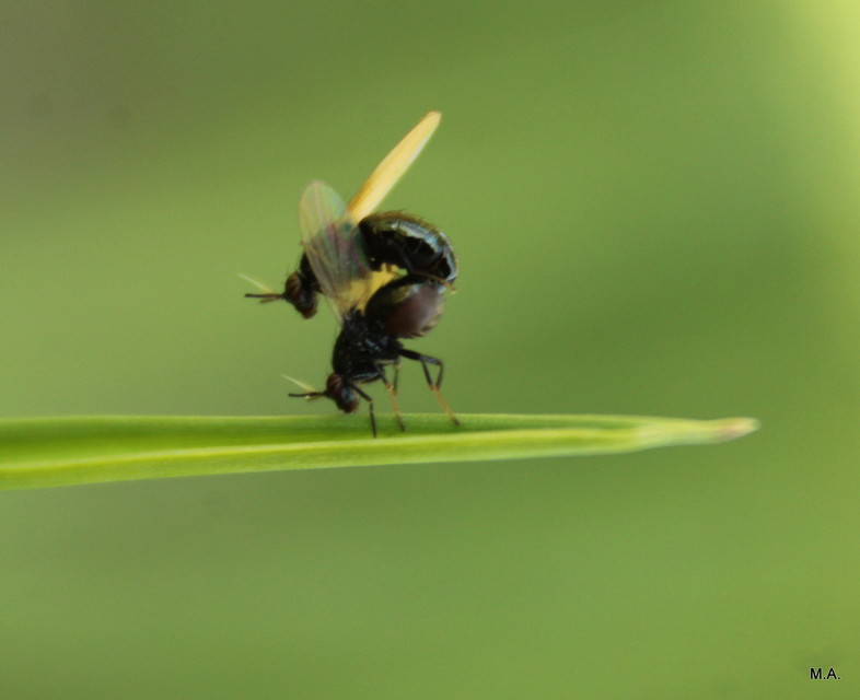 Lauxaniidae - pudvalegyek