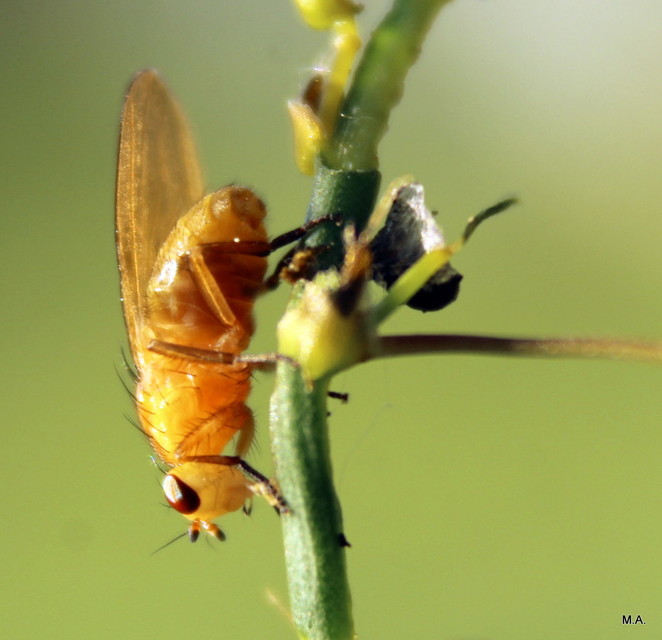 Lauxaniidae - pudvalegyek