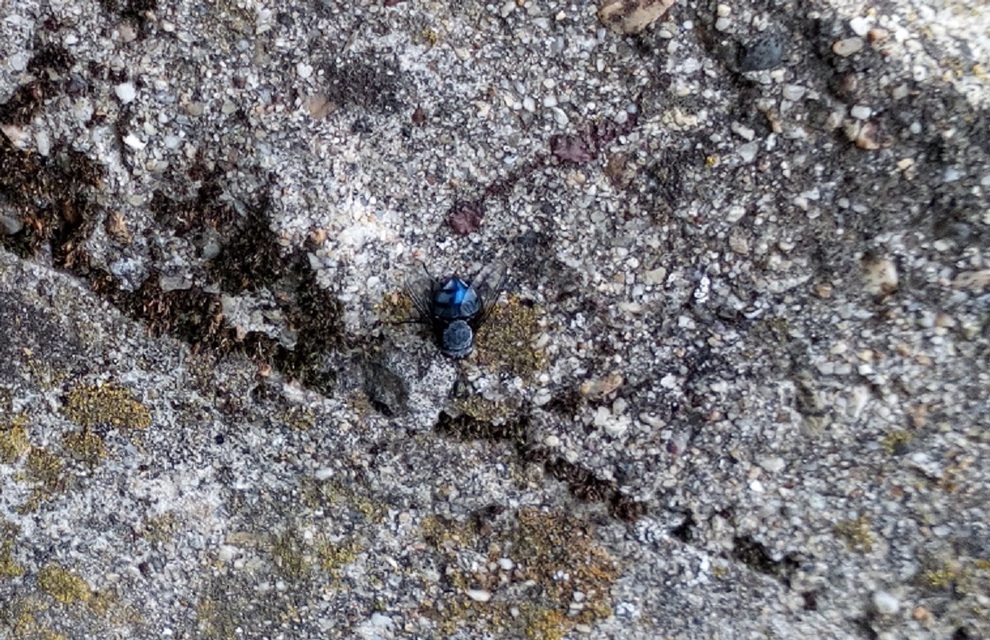 Calliphoridae - dongólegyek