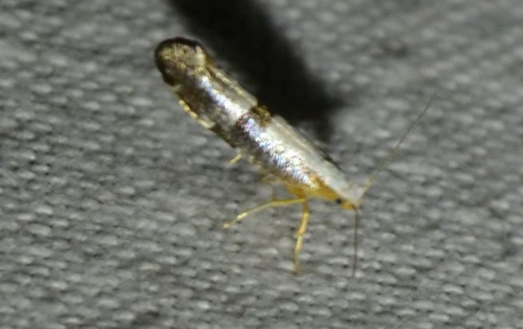 Argyresthia