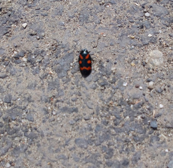 Cercopis