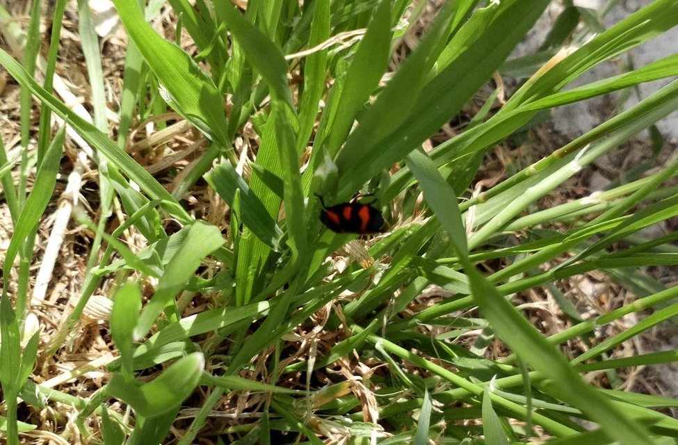 Cercopis