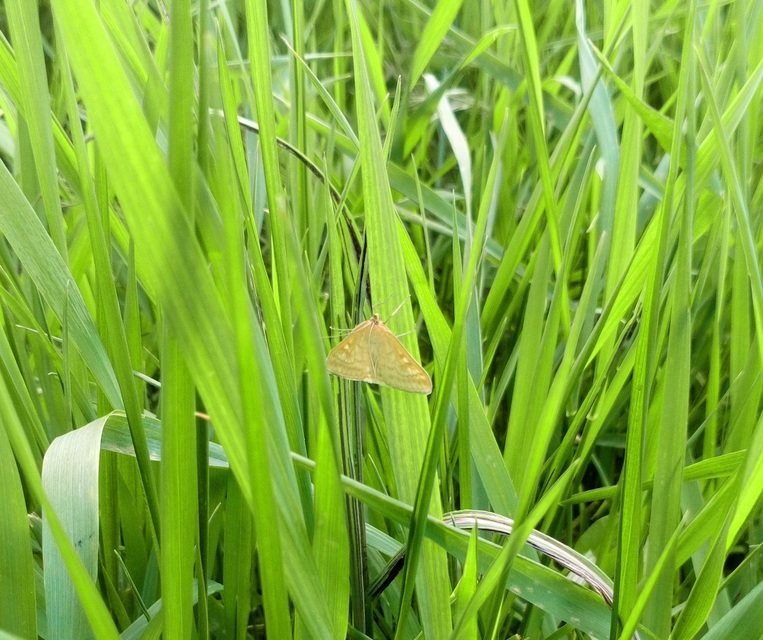 Sitochroa verticalis - világossárga dudvamoly