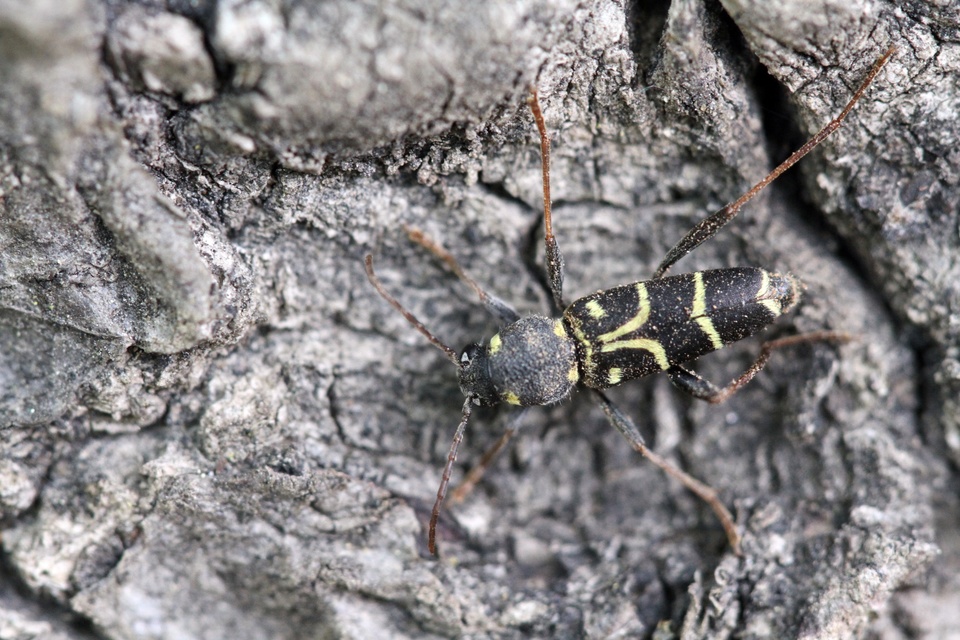 Xylotrechus antilope - fürge darázscincér