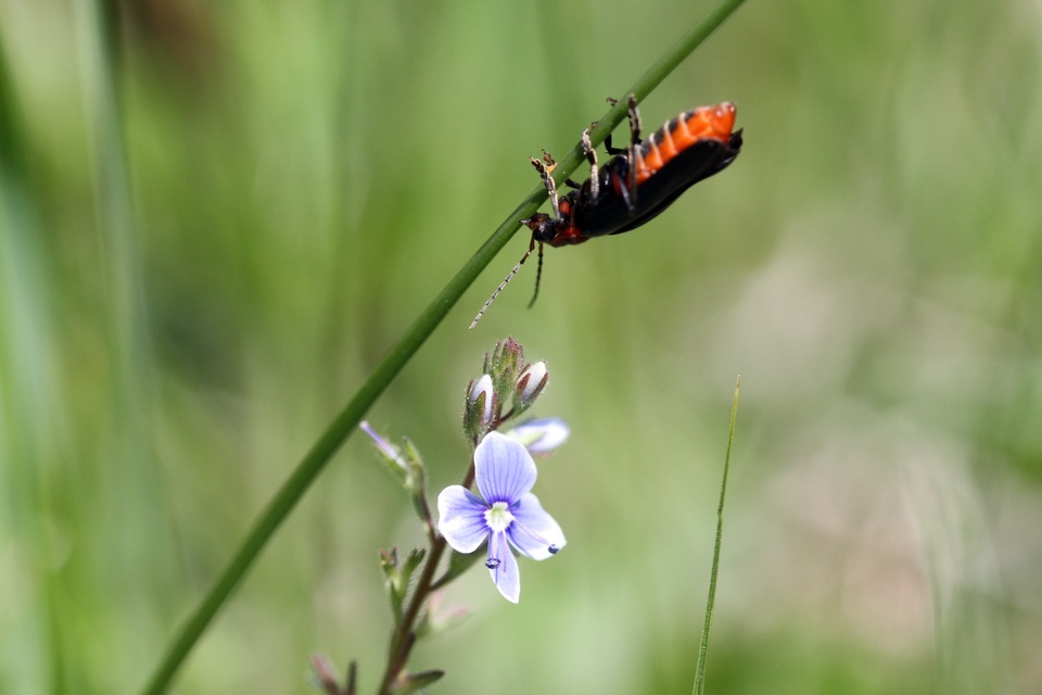 Cantharis rustica - suszterbogár