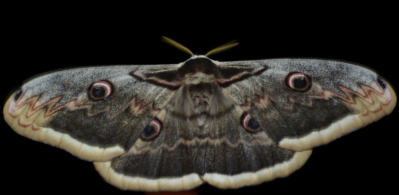 Saturnia pyri - nagy pávaszem