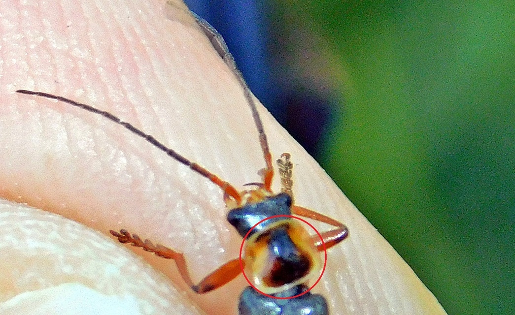 Cantharis nigricans - feketéllő lágybogár
