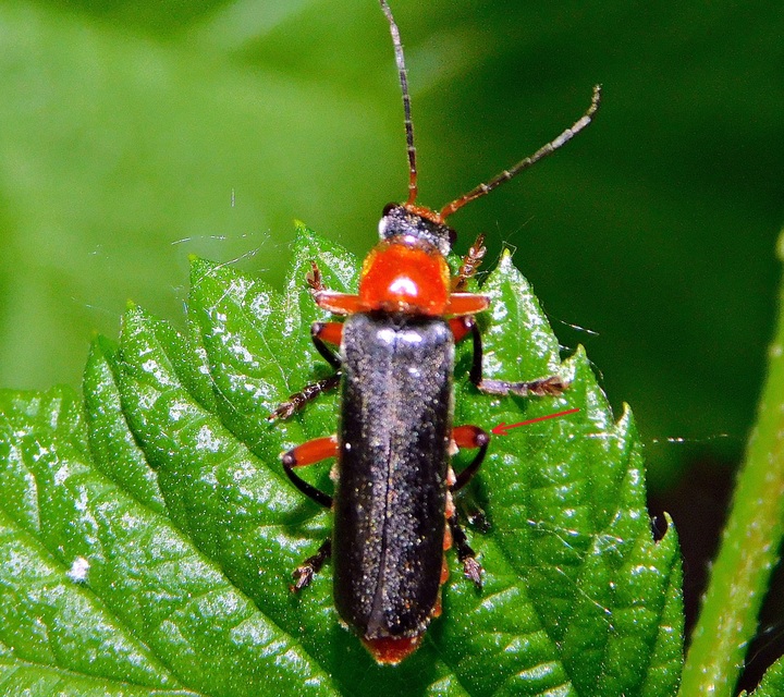 Cantharis pellucida - ligeti lágybogár
