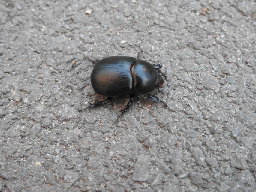 Pentodon idiota - butabogár