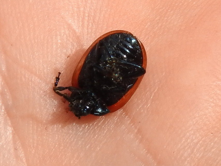 Chrysolina rossia - trapézhátú szegélyeslevelész