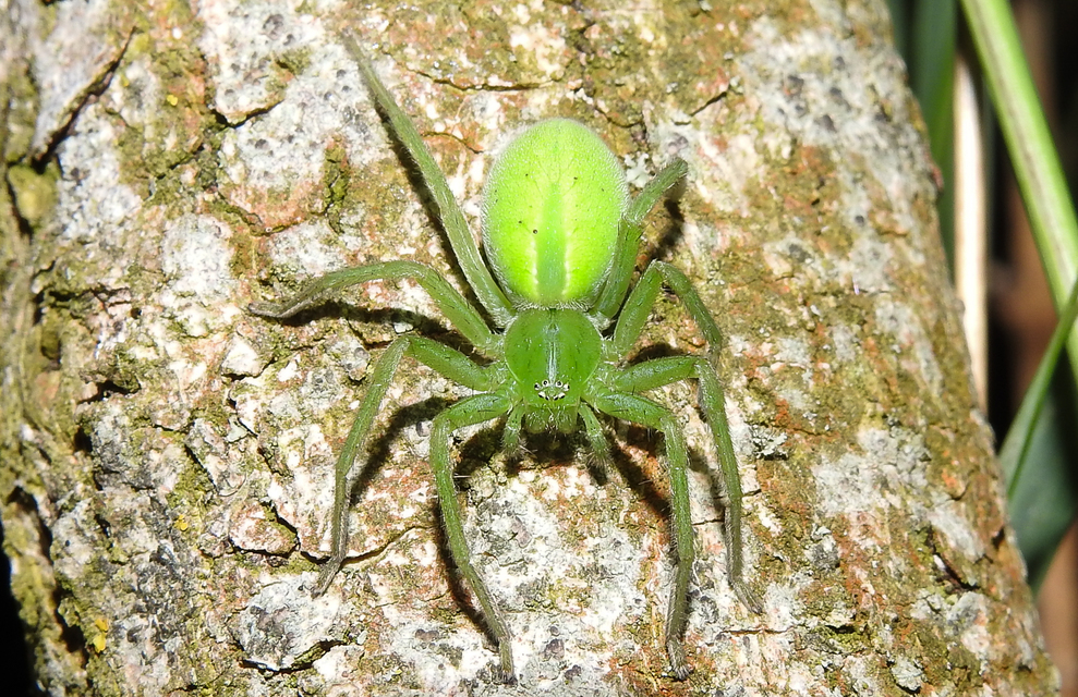 Micrommata virescens - hunyópók