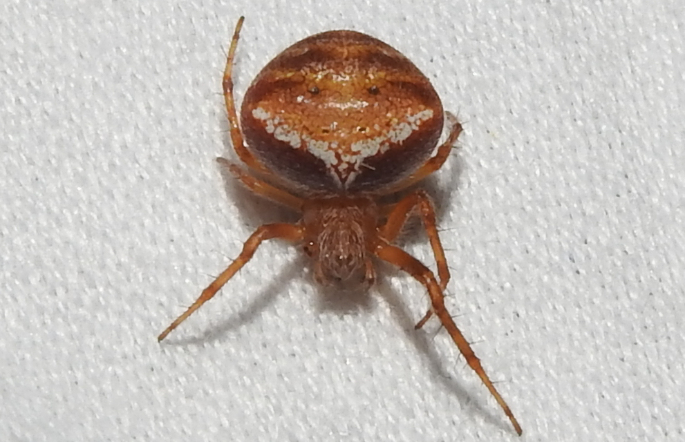 Araneus triguttatus - háromfoltos keresztespók