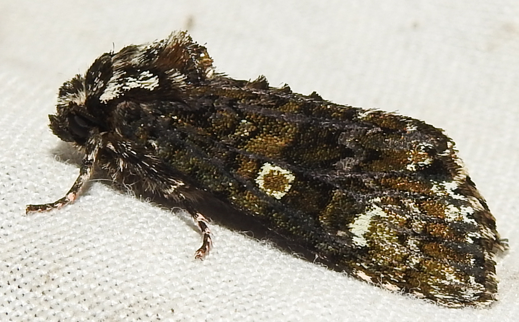 Craniophora ligustri - fagyalbagoly