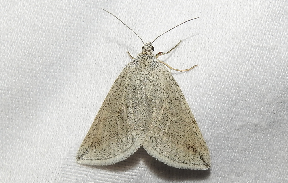 Lithostege griseata - szürke araszoló