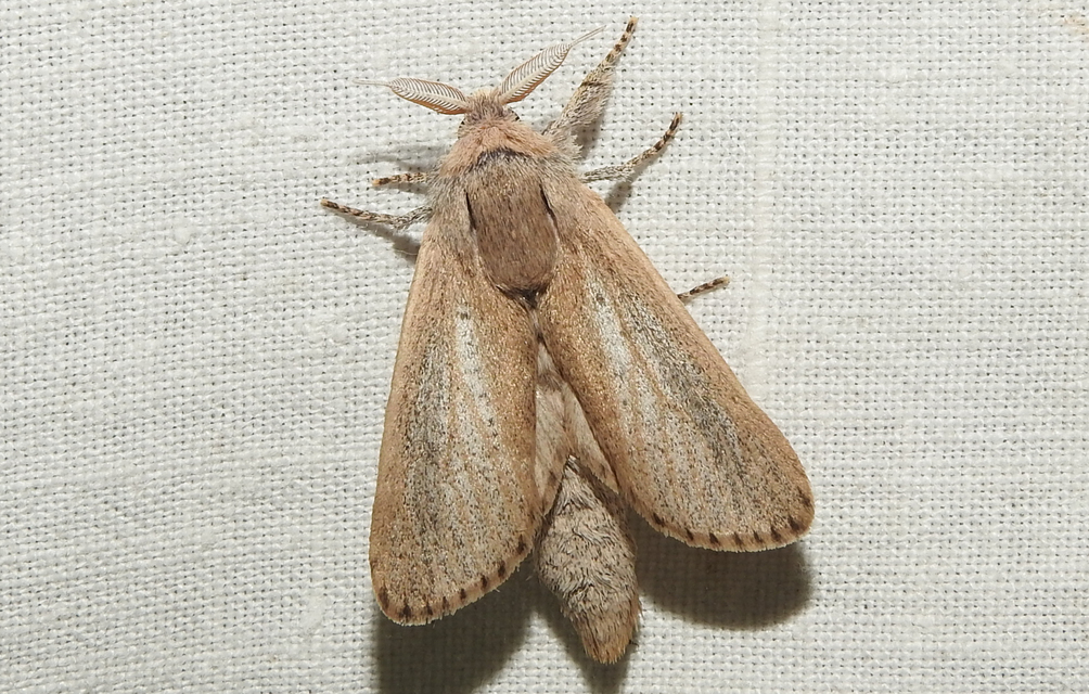 Phragmataecia castaneae - nádfúrólepke