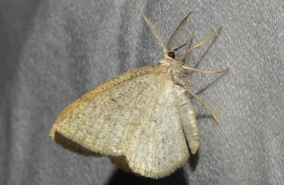 Cabera exanthemata - pettyes égeraraszoló