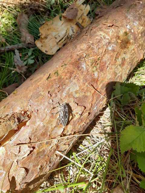 Chalcophora mariana - nagy fenyvesdíszbogár