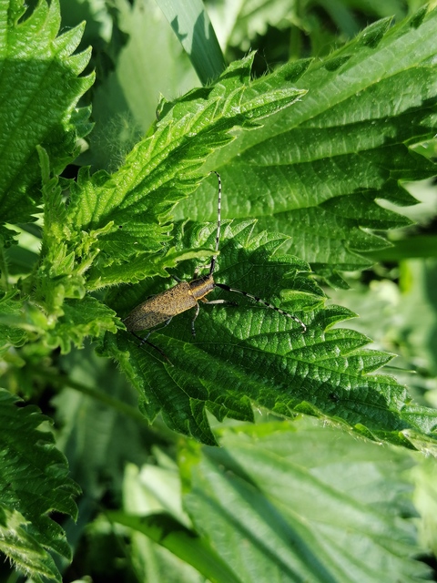 Agapanthia villosoviridescens - fehérgyűrűs bogáncscincér