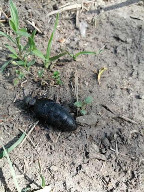 Meloe cicatricosus - óriásnünüke