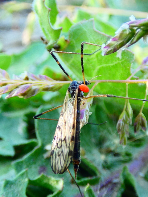 Tipula