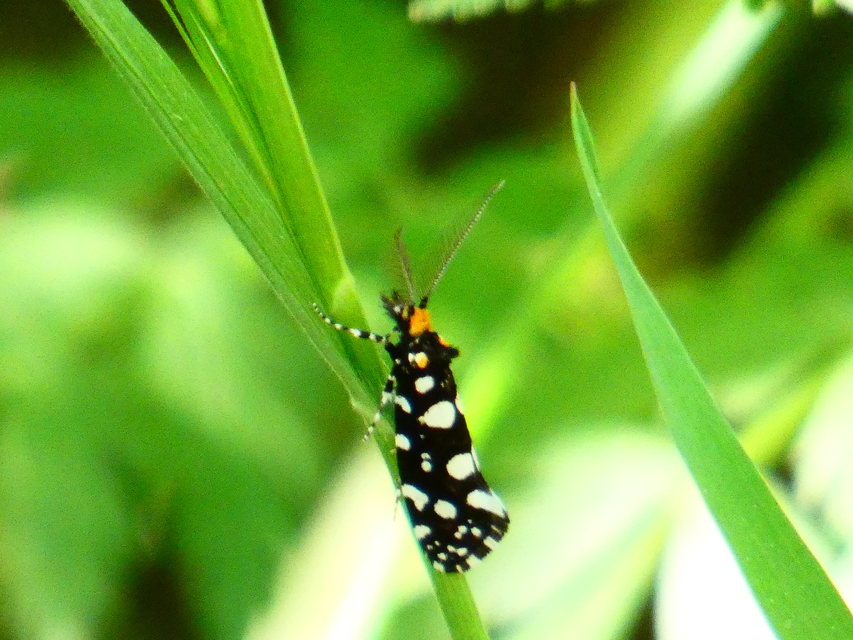 Euplocamus anthracinalis - fésűscsápú korhadékmoly
