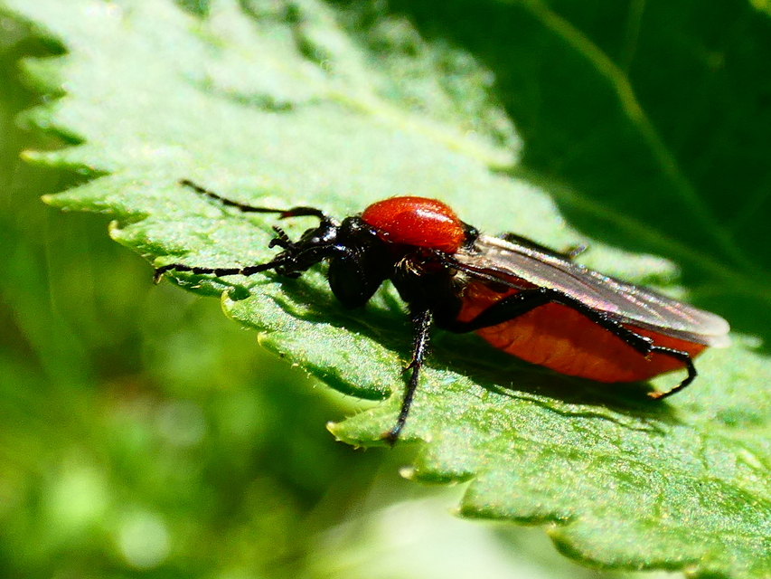 Bibionidae - bársonylegyek