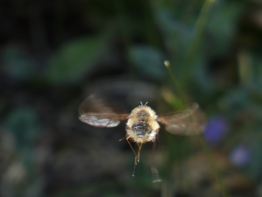 Bombylius major - szegélyes pöszörlégy