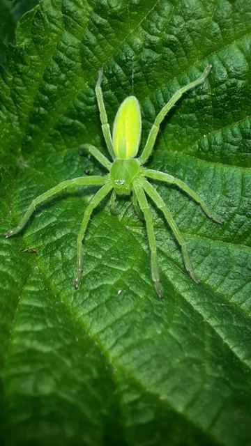 Micrommata virescens - hunyópók