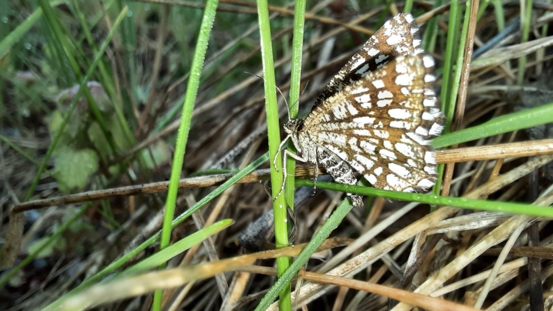 Chiasmia clathrata - rácsos rétiaraszoló