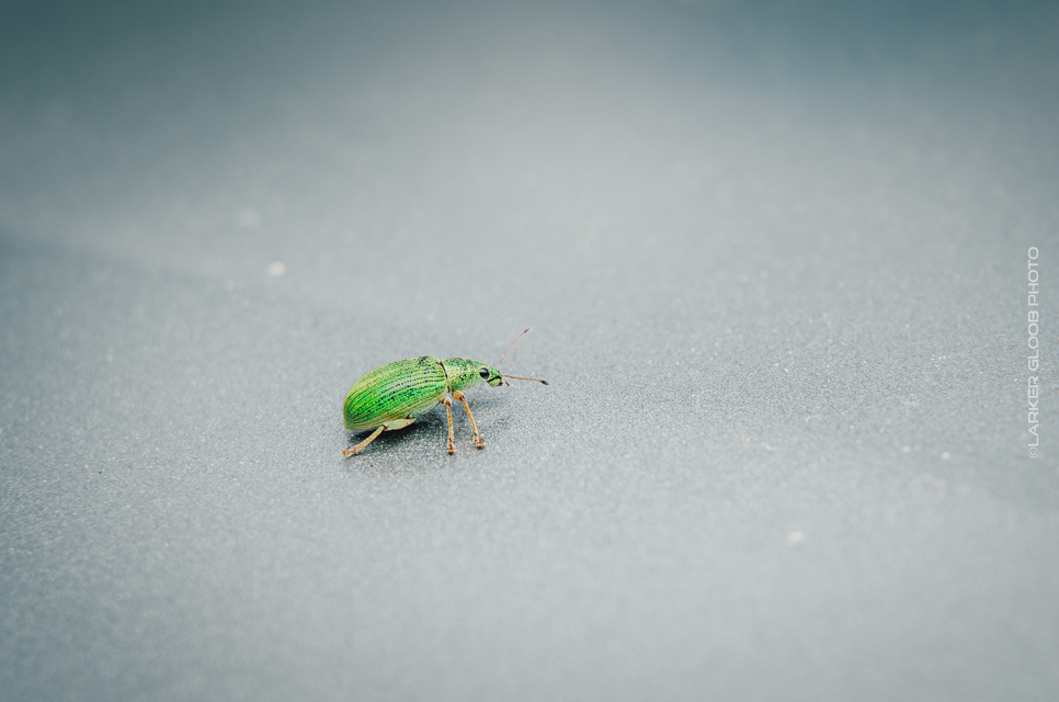 Polydrusus formosus - selymes lombormányos