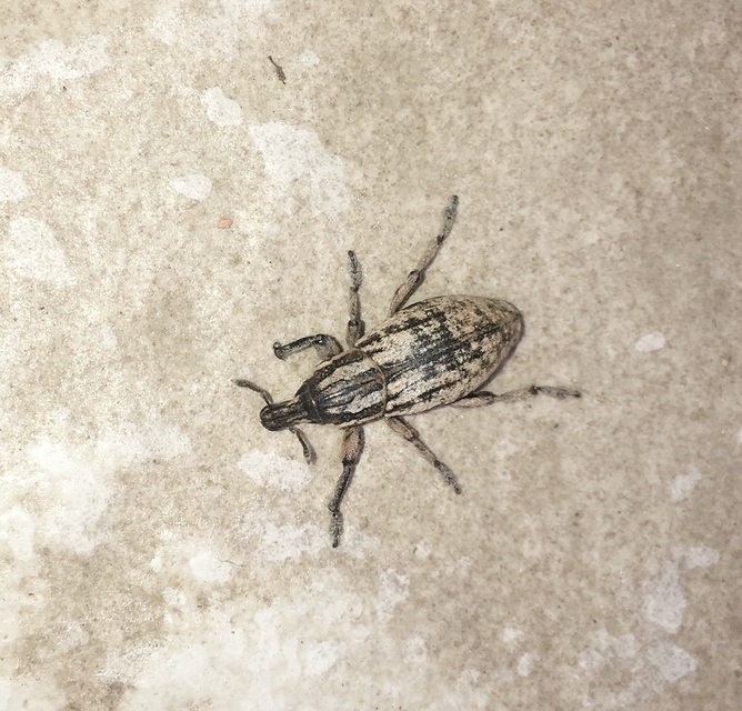 Pseudocleonus cinereus - hamvas barkó
