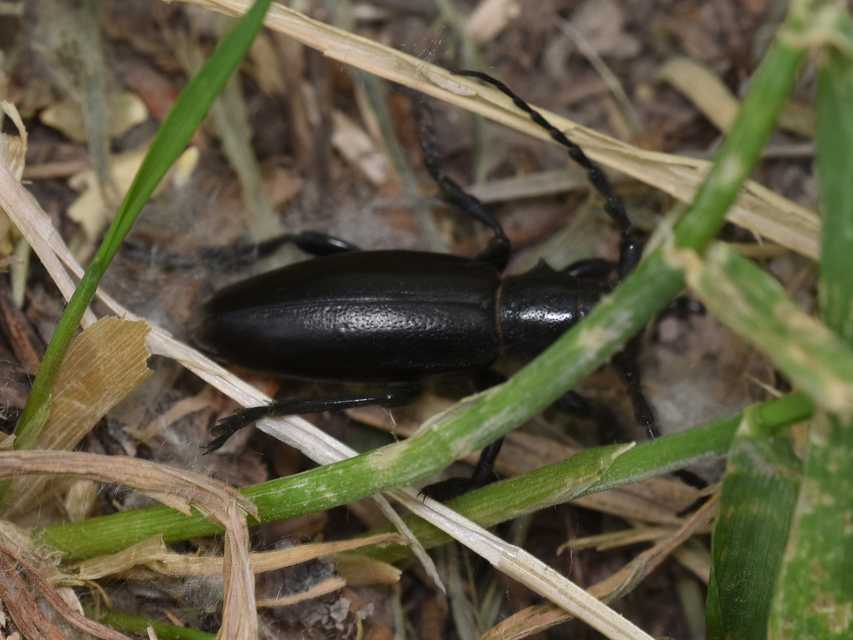 Dorcadion aethiops - fekete gyalogcincér