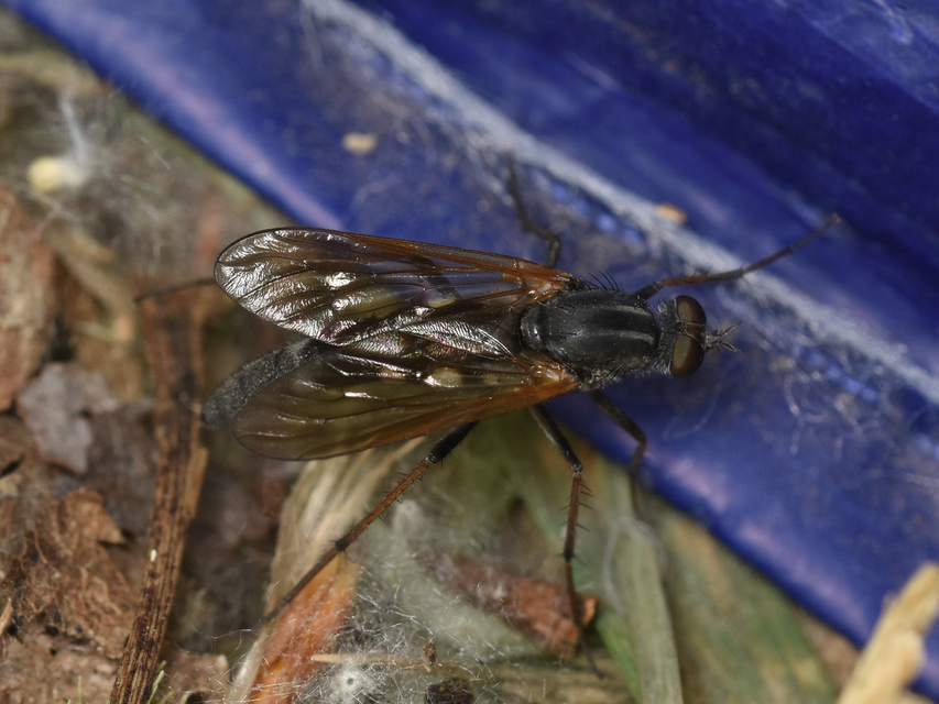 Pandivirilia caesia