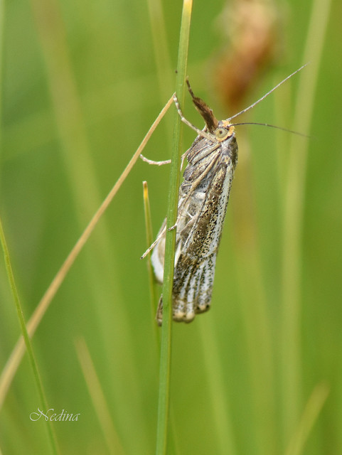 Thisanotia chrysonuchella - tavaszi fűgyökérmoly