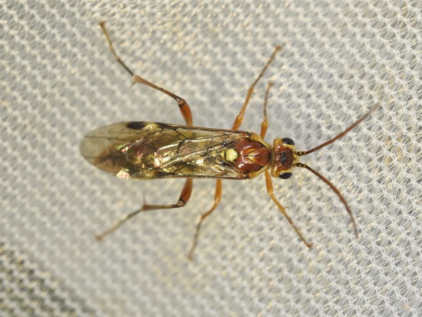 Tenthredopsis