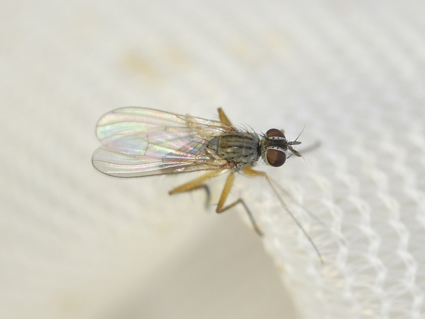 Coenosia