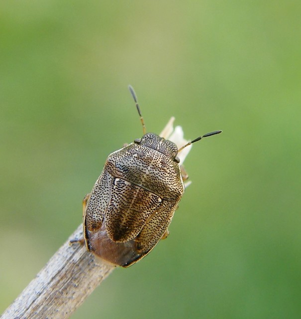 Neottiglossa pusilla - feketehasú címerespoloska Neottiglossa pusilla - feketehasú címerespoloska