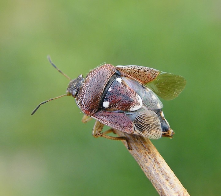 Stagonomus amoenus Stagonomus amoenus