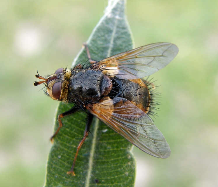 Tachininae