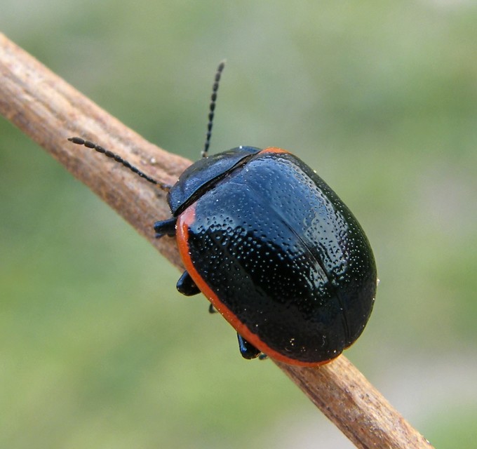 Chrysolina rossia - trapézhátú szegélyeslevelész