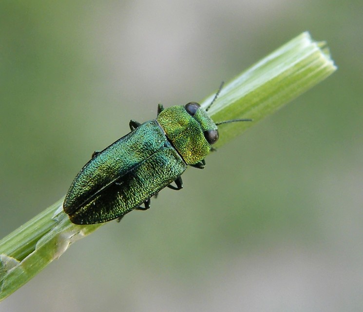 Anthaxia nitidula - ragyogó virágdíszbogár