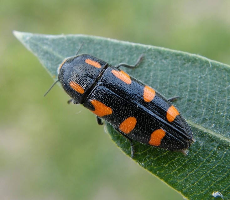 Ptosima undecimmaculata - sárgafoltos díszbogár
