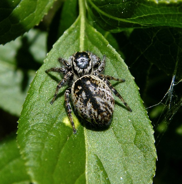 Carrhotus xanthogramma - rozsdás ugrópók