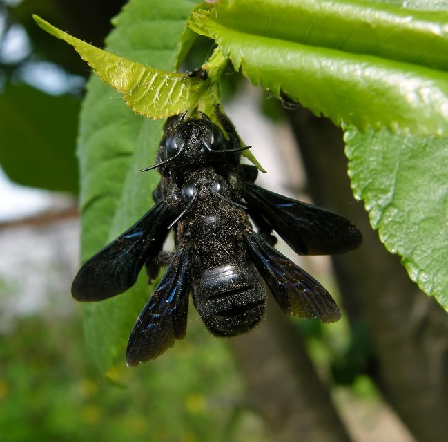 Xylocopa