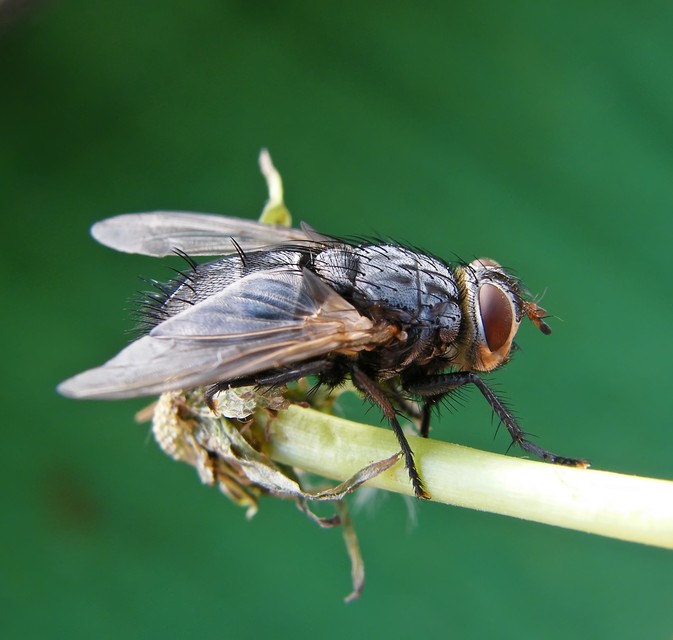 Nemoraea pellucida