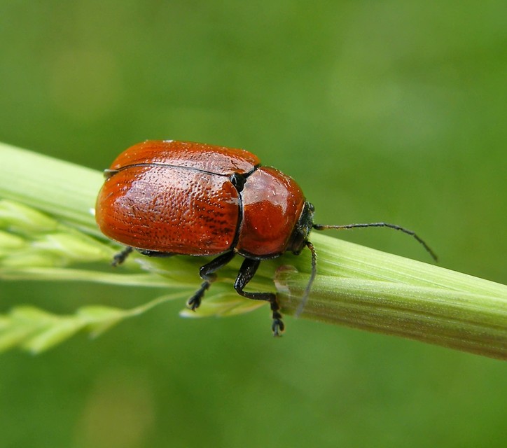 Cryptocephalus coryli - mogyoró-zömökbogár