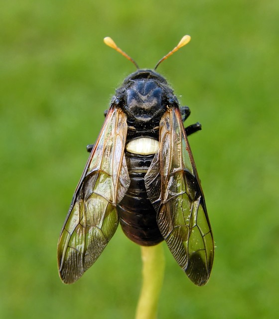 Cimbex femoratus - fekete buzogányos levéldarázs