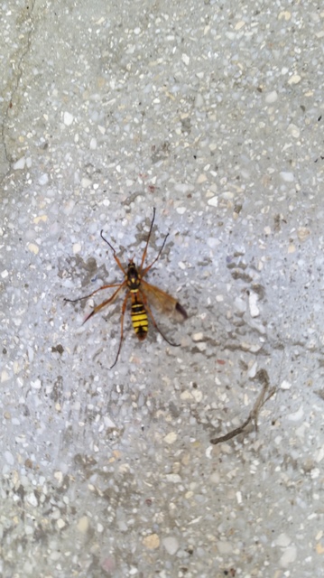 Ctenophora elegans