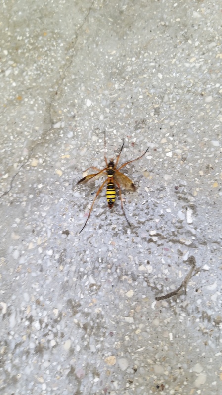 Ctenophora elegans